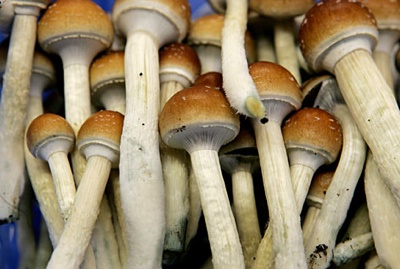 Mushrooms-Topper