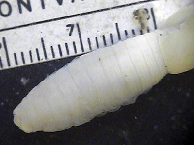 Giant Palouse Earthworm