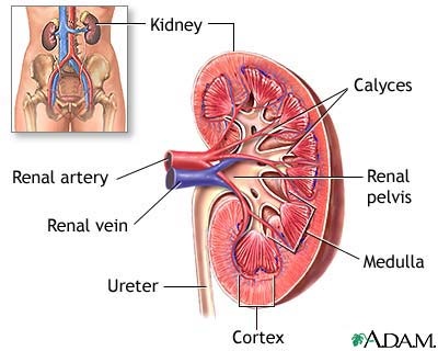 Kidney-Anatomy