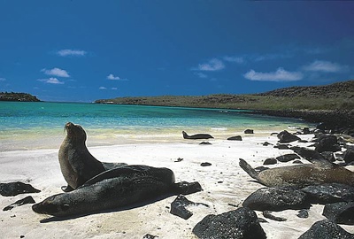 Galapagos Sealions