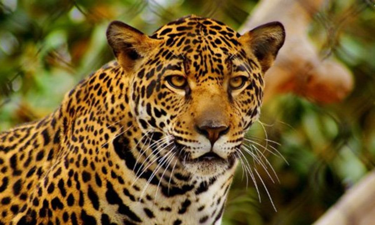 Coolest best sale big cats