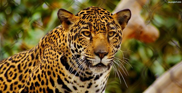 10 Amazing Big Cats - Listverse