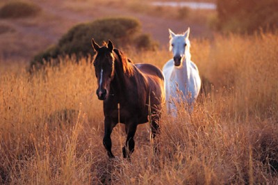 2  Horses