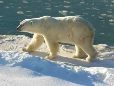 792Px-Polar Bear 2004-11-15