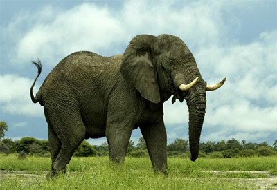 African-Elephant2