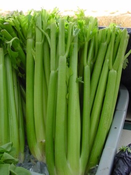 Celery.Jpg