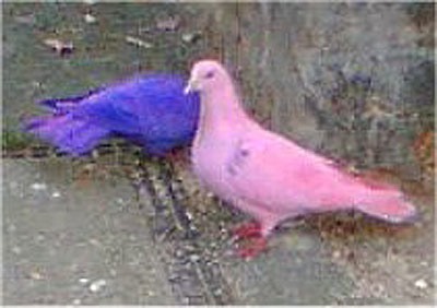 Faringdon Dyed Pigeons.Jpg