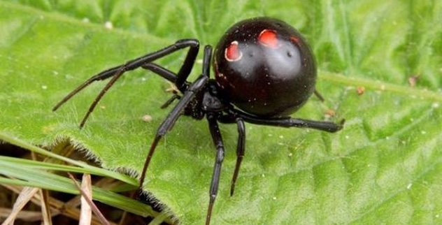 10 Fascinating Talking Points About Spiders - Vimarsana News