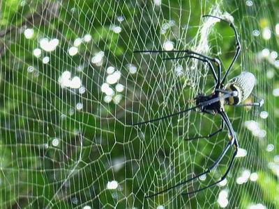 Spider In Web.Jpg