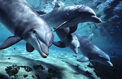 Dolphins-Bottlenose.Jpg