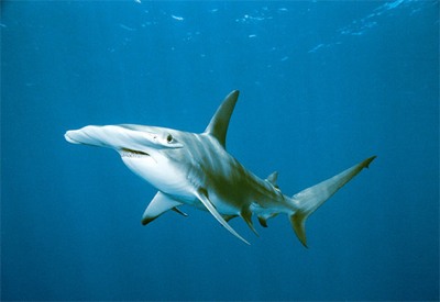 Hammerhead-Shark.Jpg
