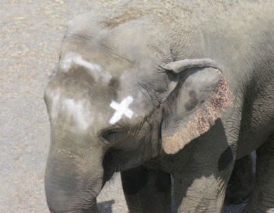 061030-Asian-Elephants Big.Jpg