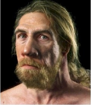 Adult Male Neanderthal