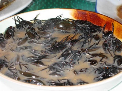 Cooking Insects Scorpionsoup