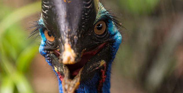 Top 10 Badass Living Creatures - Vimarsana News