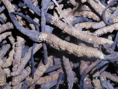 Tibetan Chinese Caterpillar Fungus Cordyceps