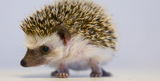 Top 10 Cutest Creatures Ever - Listverse