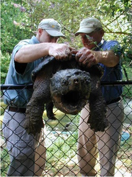 Alligator-Snapping-Turtle