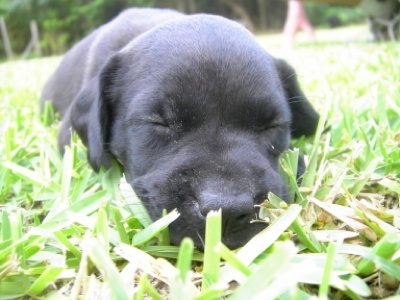 Missy-Sleeping-In-Grass-Tn