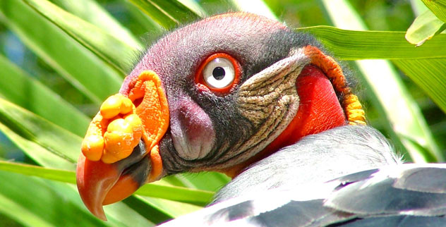 15 Truly Bizarre Creatures - Listverse