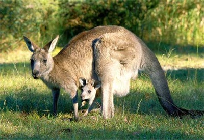 Gray-Kangaroo