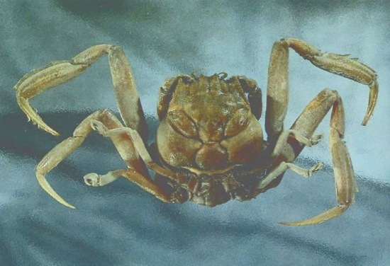 02Hikecrab