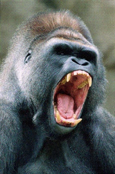 Angry Gorilla (Small)