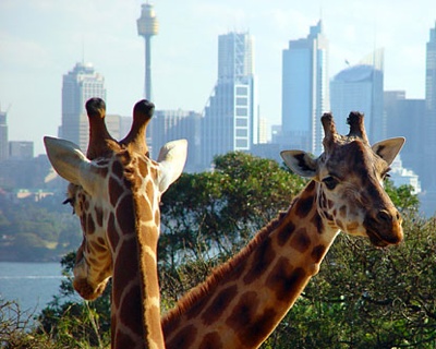 Australia-Taronga-Zoo