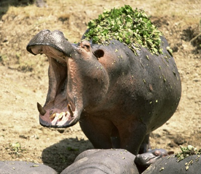 Gtotem Hippopotamus