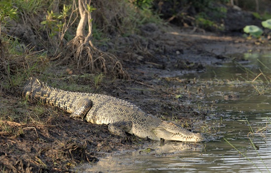 800Px-Saltwater Crocodile On A River Bank