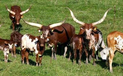 Cows-And-Calves-500