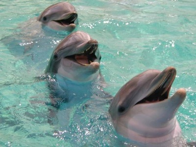 Dolphin.1