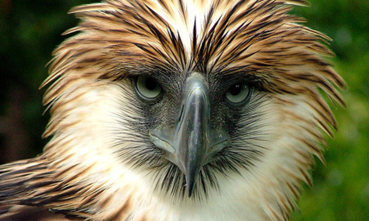 Unusual Facts About 5 Best Birds of Prey with Images