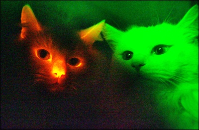 8734-Cloned Cats Glow Dark Agree Kind Experiment Improve Human Life Way