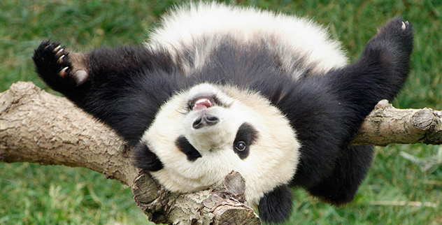 Top 10 Fascinating Facts About Pandas - 55