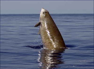 Beaked Whale