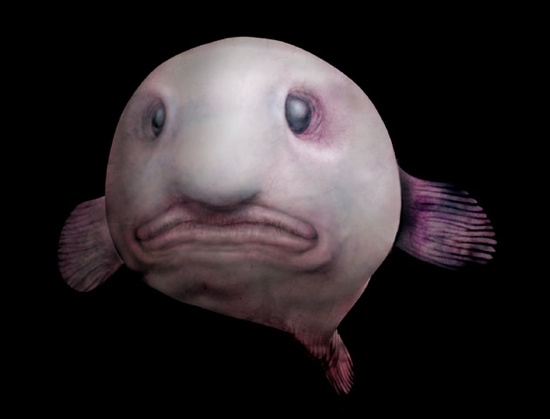 Blobfish2