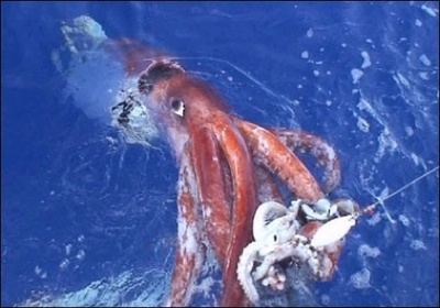 Colossal Squid03
