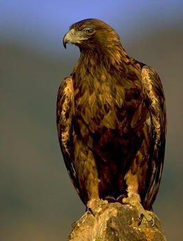 Golden Eagle Lg