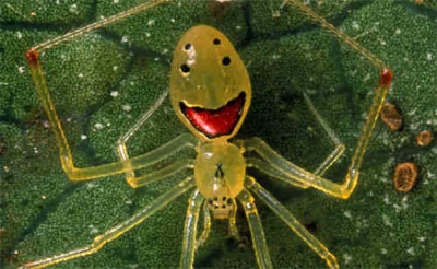 Happy-Face-Spider
