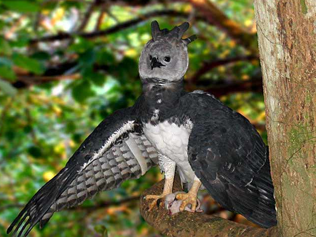 Bird of Prey: The Story of the Rarest Eagle on Earth – A Film Review -  10,000 Birds