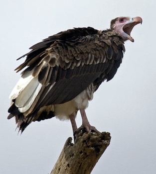 Vulture4