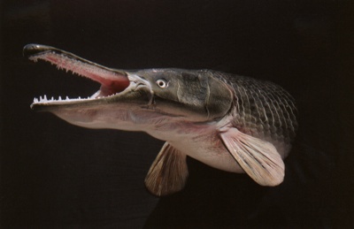  Alligator Gar 