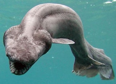 Frilled-Shark