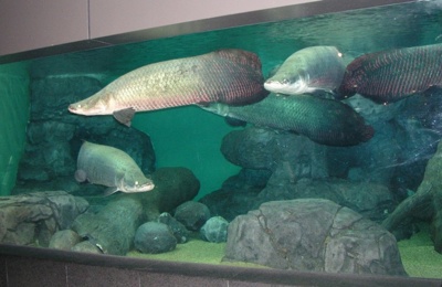 P26 Arapaima