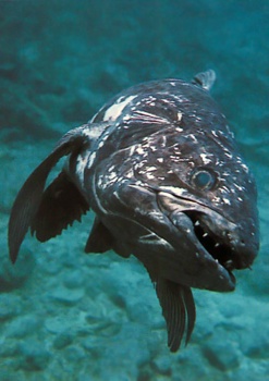 SF Coelacanth 5