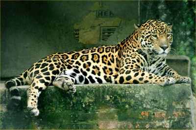 Jaguar-42