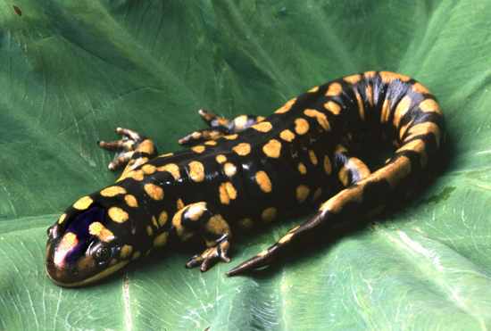 Burned-Tiger-Salamander