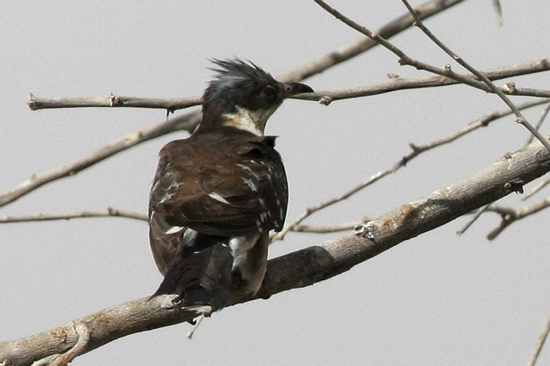 Great-Spotted-Cuckoo2635