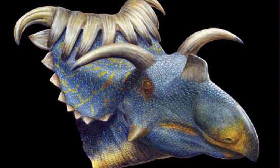 Kosmoceratops-Horned-Dino-008